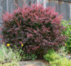 Барбарис тунберга 'Atropurpurea'