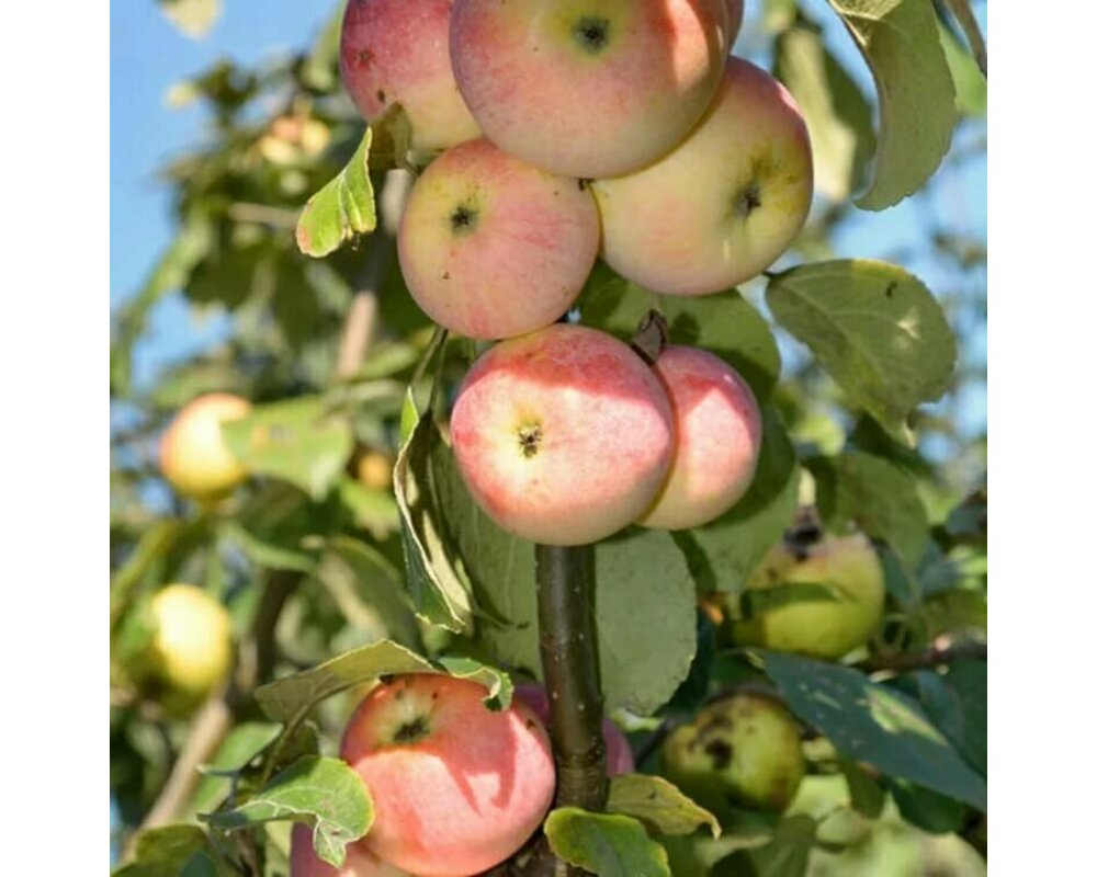 Колоновидная яблоня триумф фото и описание
