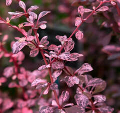 Барбарис тунберга 'Orange Alf' 