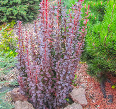 Барбарис тунберга 'Red Pillar' 