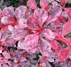 Барбарис тунберга 'Rosetta' 