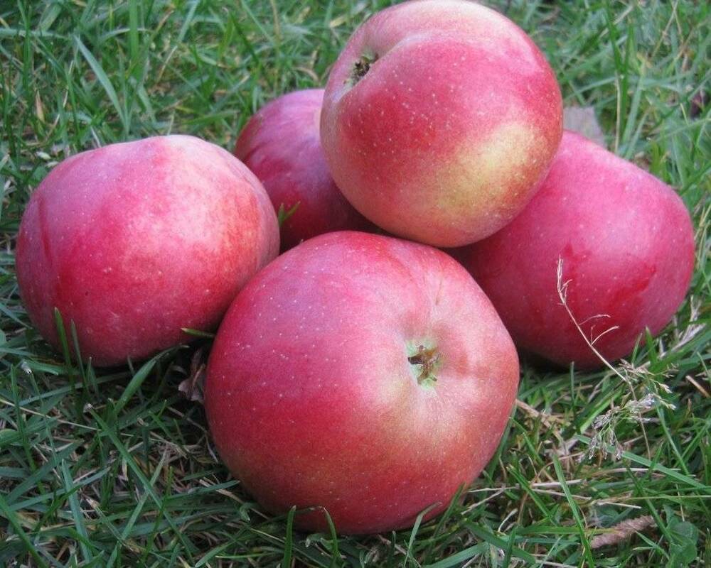 яблоко белорусское сладкое фото