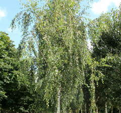 Береза повислая 
