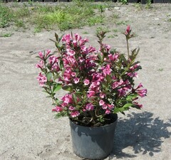 Вейгела цветущая 'Tango'