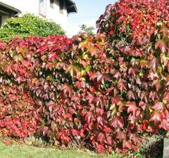 Виноград девичий пятилисточковый 