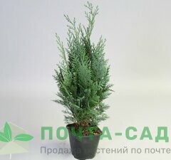 Кипарисовик Лавсона 'Columnaris ' рис.0