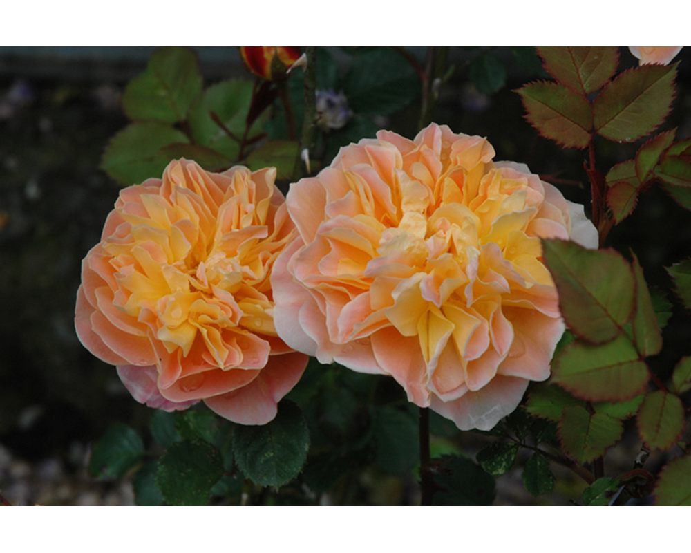 Плетистая роза сахара фото и описание