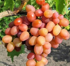 Виноград плодовый "Ливия"