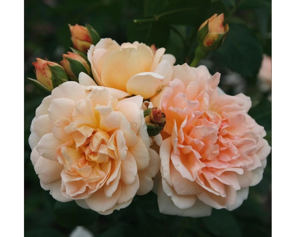 барок роза фото