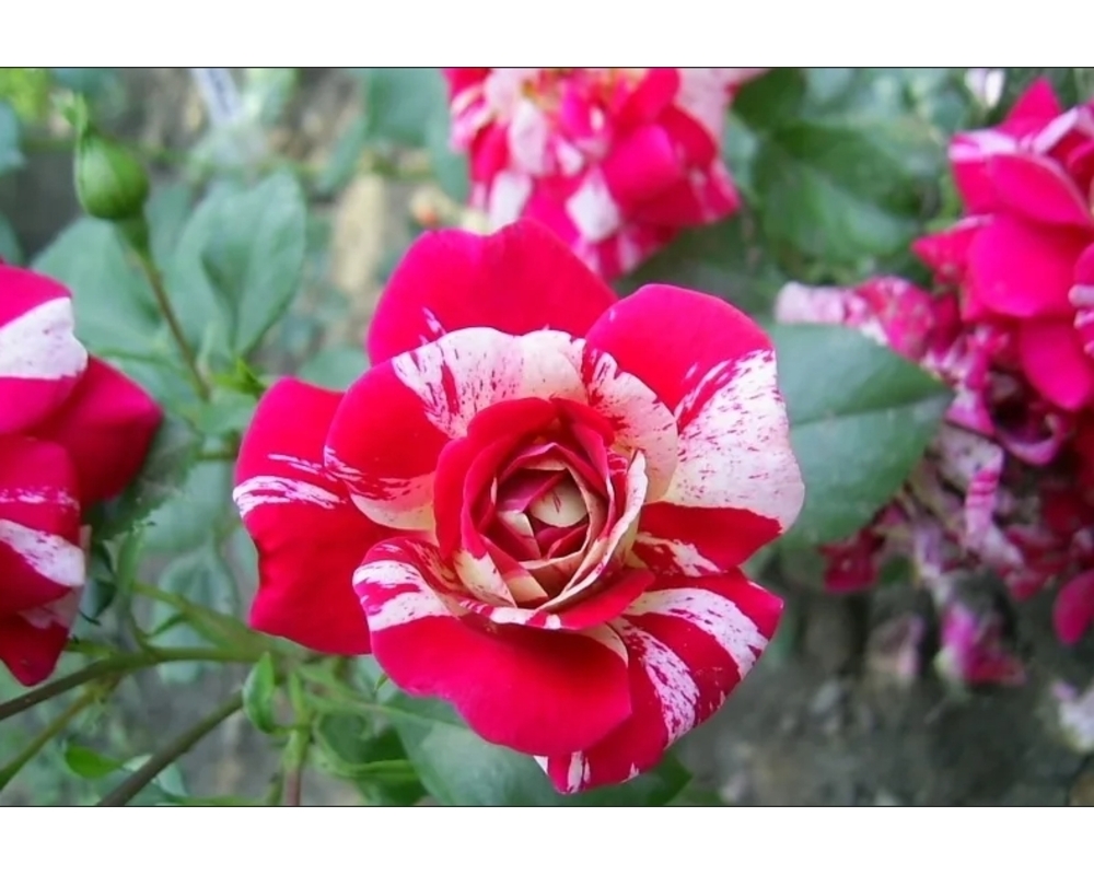Твист роза фото и описание