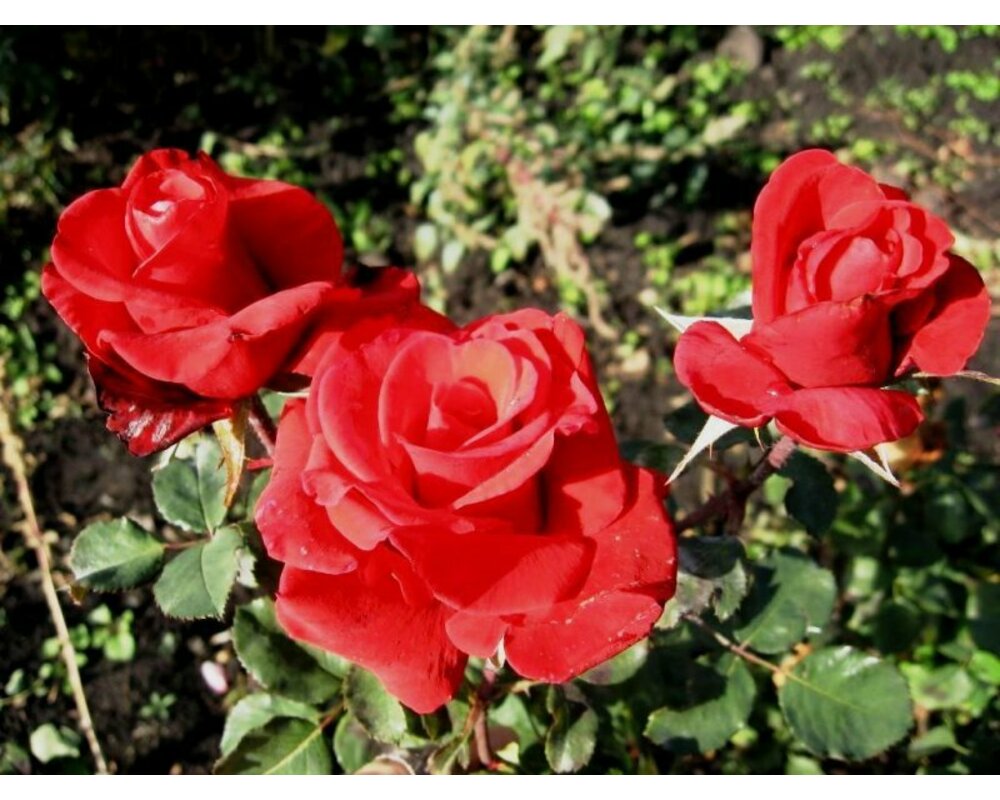 Роза ред берлин фото и описание