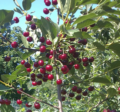 Вишня плодовая "Молодежная"