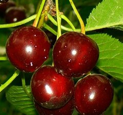 Вишня плодовая "Шоколадница"
