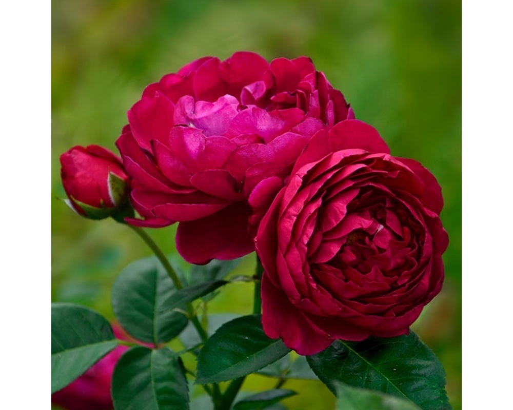 Роза чайно-гибридная аскот