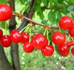 Вишня "Шпанка"