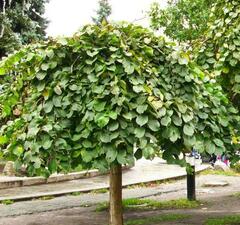 Вяз шершавый 'Camperdownii' 