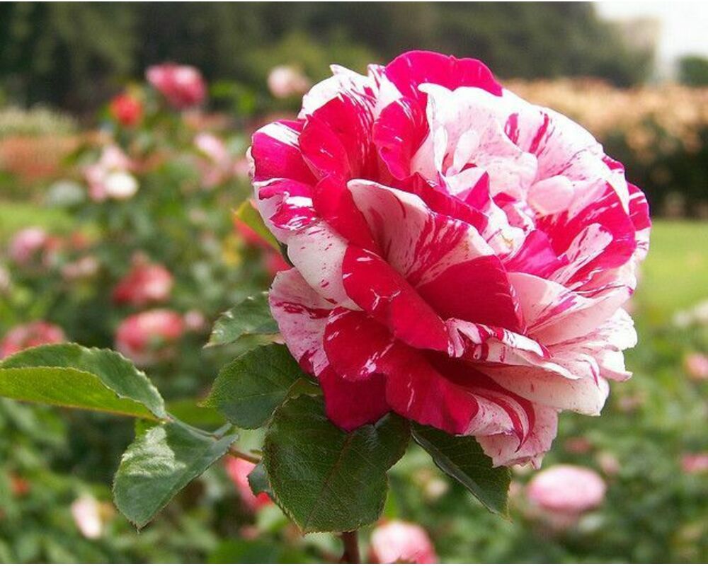 Роза чайно-гибридная Кэнди страйп