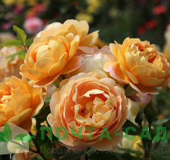 Роза английская 'Golden Celebration'