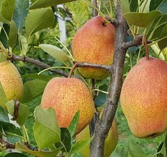 Груша "Киргизская" 