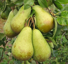 Груша "Конференция"