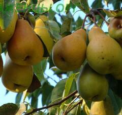 Груша "Лесная красавица"