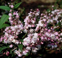 Дейция 'Codsall Pink'