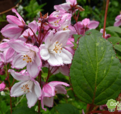 Дейция 'Kalmiiflora'