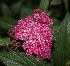 Спирея японская 'Froebelii'  рис.1