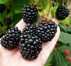 Ежевика 'Triple crown'