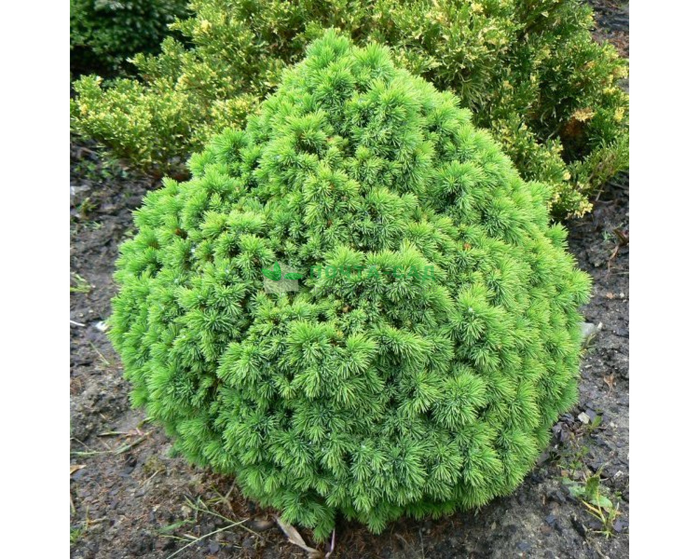 Ель сизая (Picea glauca) “Alberta Globe”.