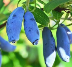 Жимолость съедобная "Голубое веретено"