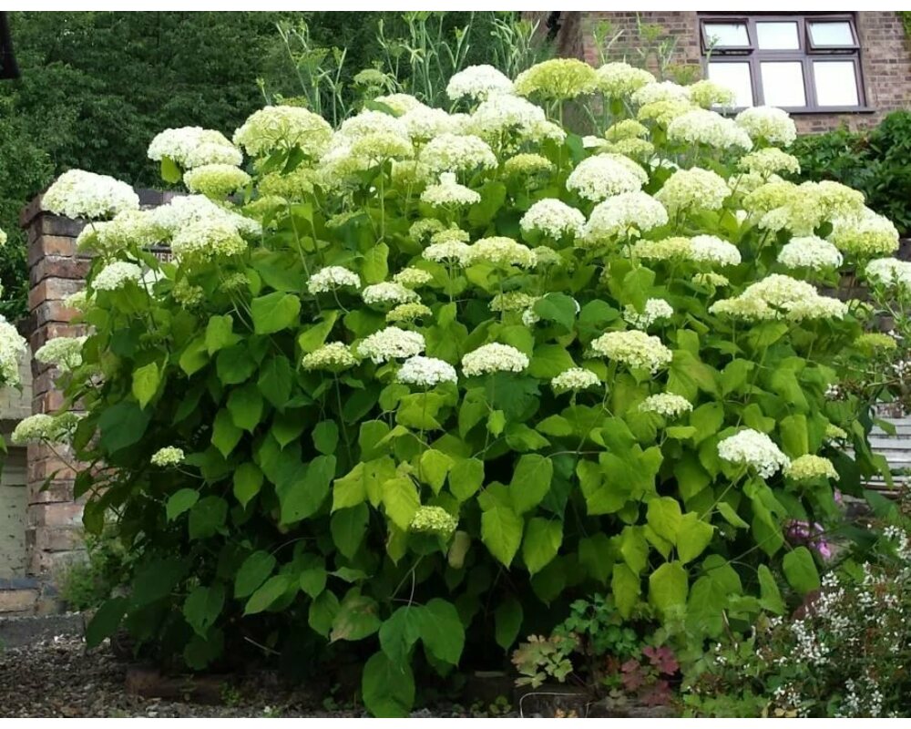 Анабель посадка. Hydrangea arborescens Golden Annabelle.