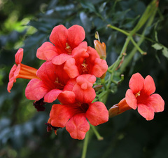 Кампсис укореняющийся 'Flamenco'
