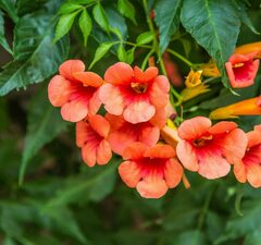 Кампсис укореняющийся 