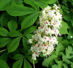 Каштан конский