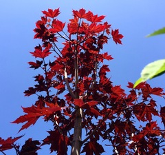 Клен красный