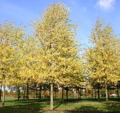 Клен серебристый