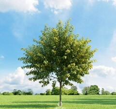 Клен ясенелистный