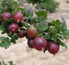 Крыжовник "Командор"