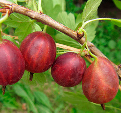 Крыжовник "Сириус" 