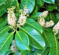 Лавровишня португальская 'Rotundifolia'