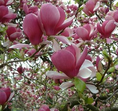 Магнолия 'Rustica Rubra'