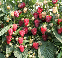 Малина ремонтантная "Полана"