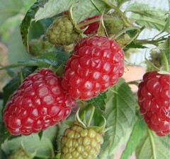 Малина ремонтантная "Таганка"