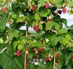 Малина "Таруса"