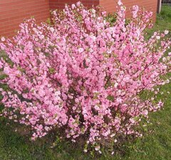 Миндаль "Розовый шар"