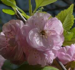 Миндаль трехлопастной