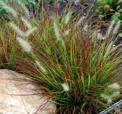 Пеннисетум лисохвостный