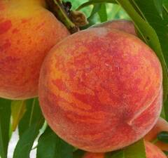 Персик "Золотой Юбилей"