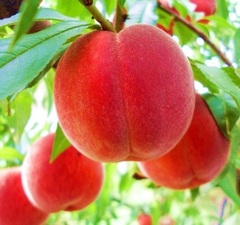 Персик "Кардинал"